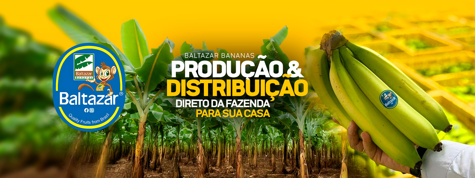 Baltazar Bananas | Produção e Distribuição de Frutas